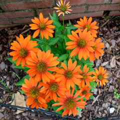 brightly colored Mexican marigolds