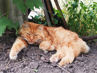 A fat ginger cat lies on the ground against a background of grass.