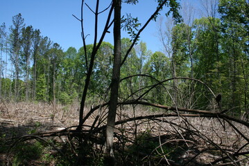 Forest Trees Down