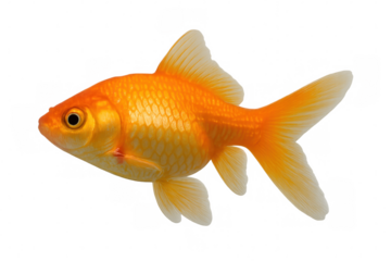 Vivid orange goldfish gliding smoothly, showcasing delicate fins and radiant scales through crystal-clear environment