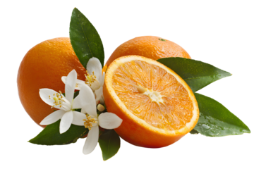 Detailed Orange Flower PNG – Transparent Background for Floral Projects