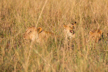 Lioness with two cubs in the long grass