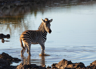 Baby zebra in the water