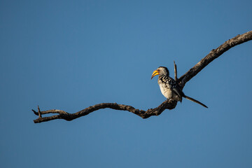 Mr Banana Beak, Southern yellow-billed hornbill perched on a branch