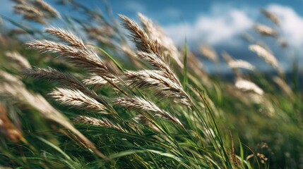 Breezy Meadow of Lush Green Grass Under Clear Blue Sky Evoking Serenity and Tranquility in Nature