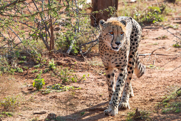 Single cheetah walking