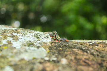 group of a large number of live caterpillars crawling across a concrete wall from side to side, caterpillars with red on their legs and light gray bodies, young and adult caterpillars