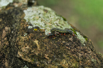 group of a large number of live caterpillars crawling across a concrete wall from side to side,...