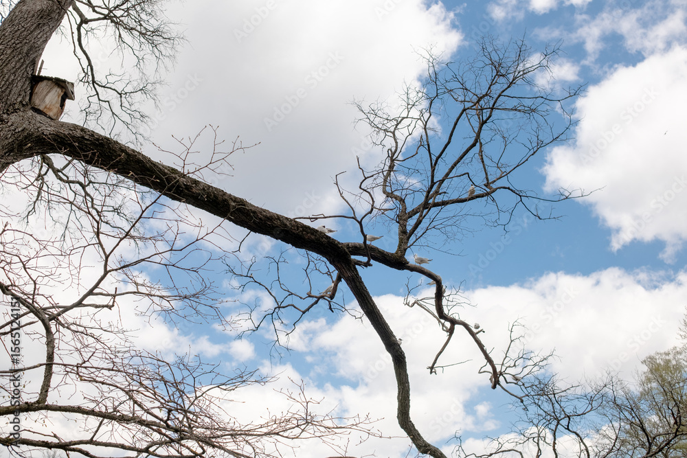 Poster reaching branches from leafless trees contrast with the vibrant blue sky and fluffy clouds, signalin