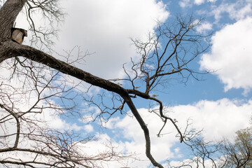 Reaching branches from leafless trees contrast with the vibrant blue sky and fluffy clouds,...