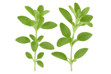 Obraz premium Vibrant marjoram sprigs displaying fresh green leaves and slender stems against transparent backdrop