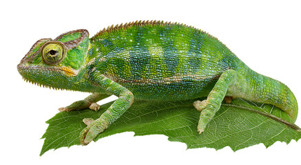 Obraz premium chameleon isolated on transparent background 