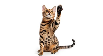 Adorable Bengal Cat Raising Paw A High-Resolution Pet Photo