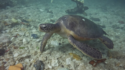 Fototapeta premium A sea turtle gracefully swims above a coral reef in crystal-clear water.