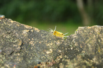 group of a large number of live caterpillars crawling across a concrete wall from side to side, caterpillars with red on their legs and light gray bodies, young and adult caterpillars