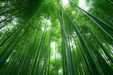 Exploring the serene beauty of a towering bamboo forest