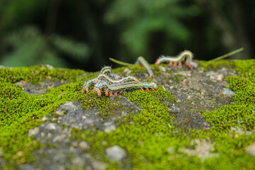 group of a large number of live caterpillars crawling across a concrete wall from side to side, caterpillars with red on their legs and light gray bodies, young and adult caterpillars