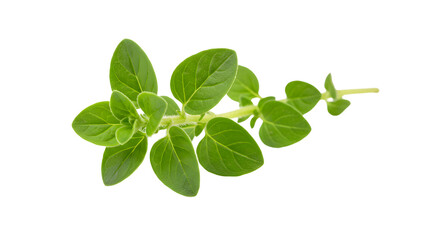 Fresh oregano sprig with vibrant green leaves, isolated on a clean background, ideal for culinary and herbal use