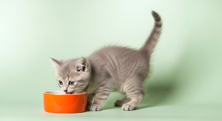 Gray kitten drinking milk from an orange bowl against a light green background.