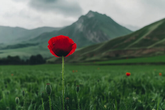 Vibrant red flowers bloom in a lush green meadow under cloudy skies