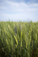 wheat field grassland in the summer