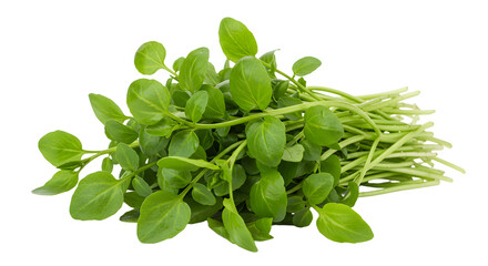 Obraz premium Freshly harvested green herbs arranged neatly, showcasing vibrant leaves and stems, ideal for culinary use and decoration