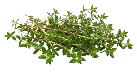 Obraz premium Freshly harvested thyme sprigs arranged beautifully, showcasing vibrant green leaves against a clean background