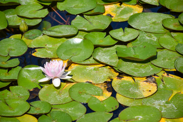 Waterlily