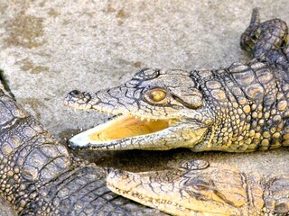 close up of crocodile head