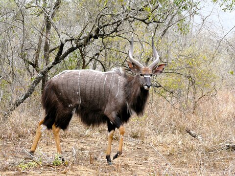 nyala in the wild