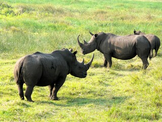 Fototapeta premium white rhino in the wild