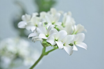 White flowers of a flaming katy kalanchoe plant , selective focus with bokeh background 