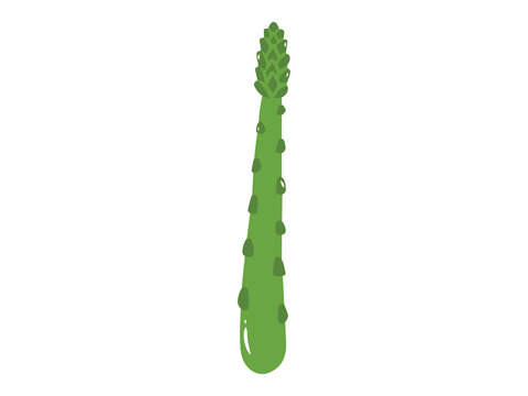 green asparagus stalk on white background clip art preview