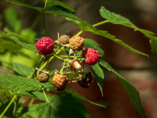 Vibrant Red and Developing Raspberries on a Bush