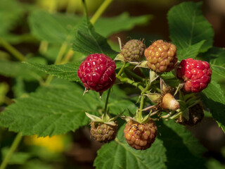 Red and Unripe Raspberries Growing on a Bush