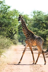 giraffe in the wild