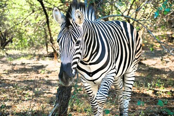 zebra in the wild