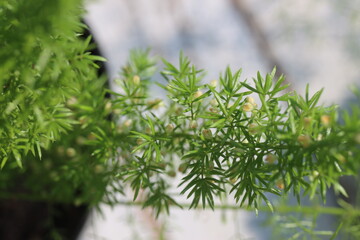 Asparagus densiflorus Meyers lisi ogon gęstokwiatowy