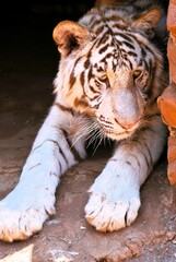 white bengal tiger