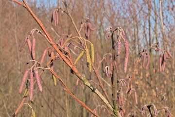  Sunny red and green catkins of a european black alder tree, selective focus with a bokeh...