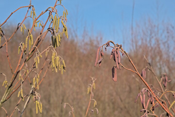  Sunny red and green catkins of a european black alder tree, selective focus with a bokeh...
