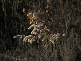 Sunny fluffy seeds of goldenrod, selective focus with dark bokeh background - Solidago 