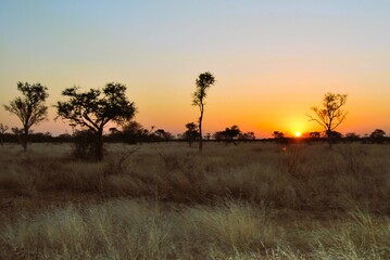 Fototapeta premium sunset in the field