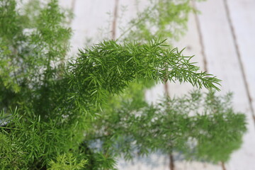 Asparagus densiflorus Meyers lisi ogon gęstokwiatowy