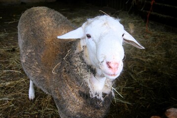 sheep in a field