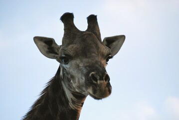 Naklejka premium portrait of a giraffe