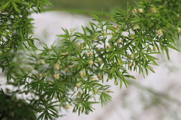 Asparagus densiflorus Meyers lisi ogon gęstokwiatowy