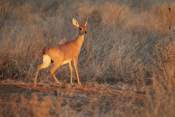 antelope in the wild