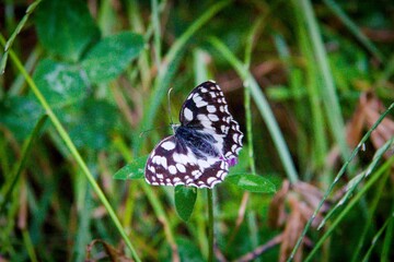 Melanargia galathea, the marbled white, is a medium-sized butterfly in the family Nymphalidae