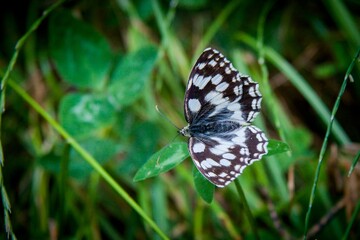 Melanargia galathea, the marbled white, is a medium-sized butterfly in the family Nymphalidae